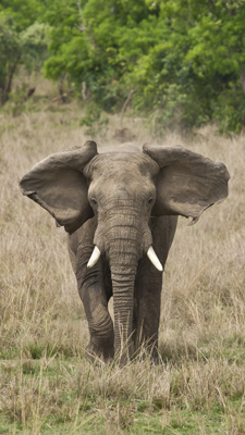 Elefantenbulle in Rage