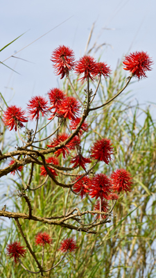 Rote Blüten; Baum