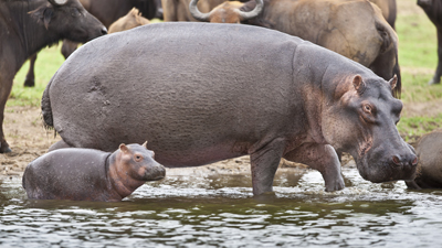 Hippo mit Kind