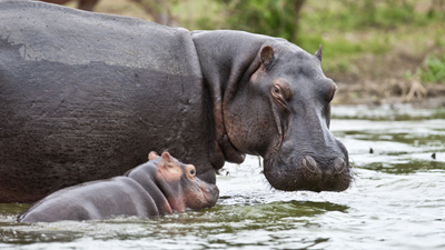 Hippo mit Kind