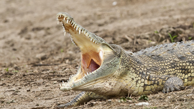 Krokodil gähnend