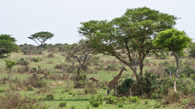 Rotschild-Girafffen Akazien